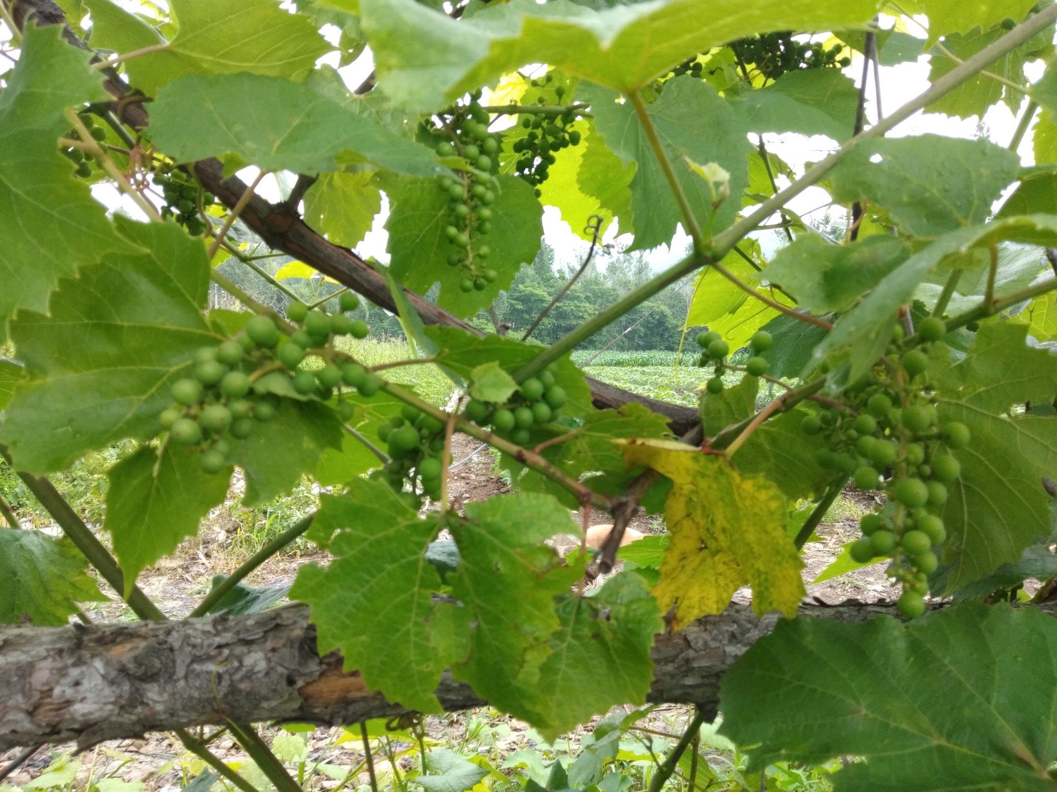 農場種植的釀酒葡萄