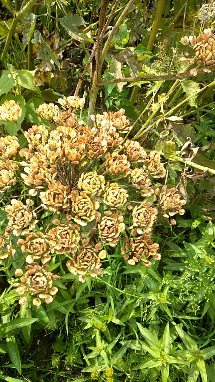 黑瞎芹种子成熟了欢迎订购