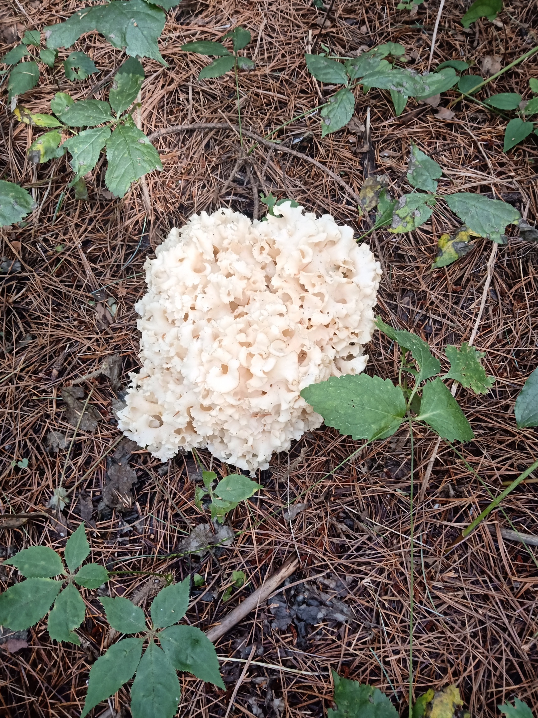 打松塔发现这种蘑菇有认识的吗求解